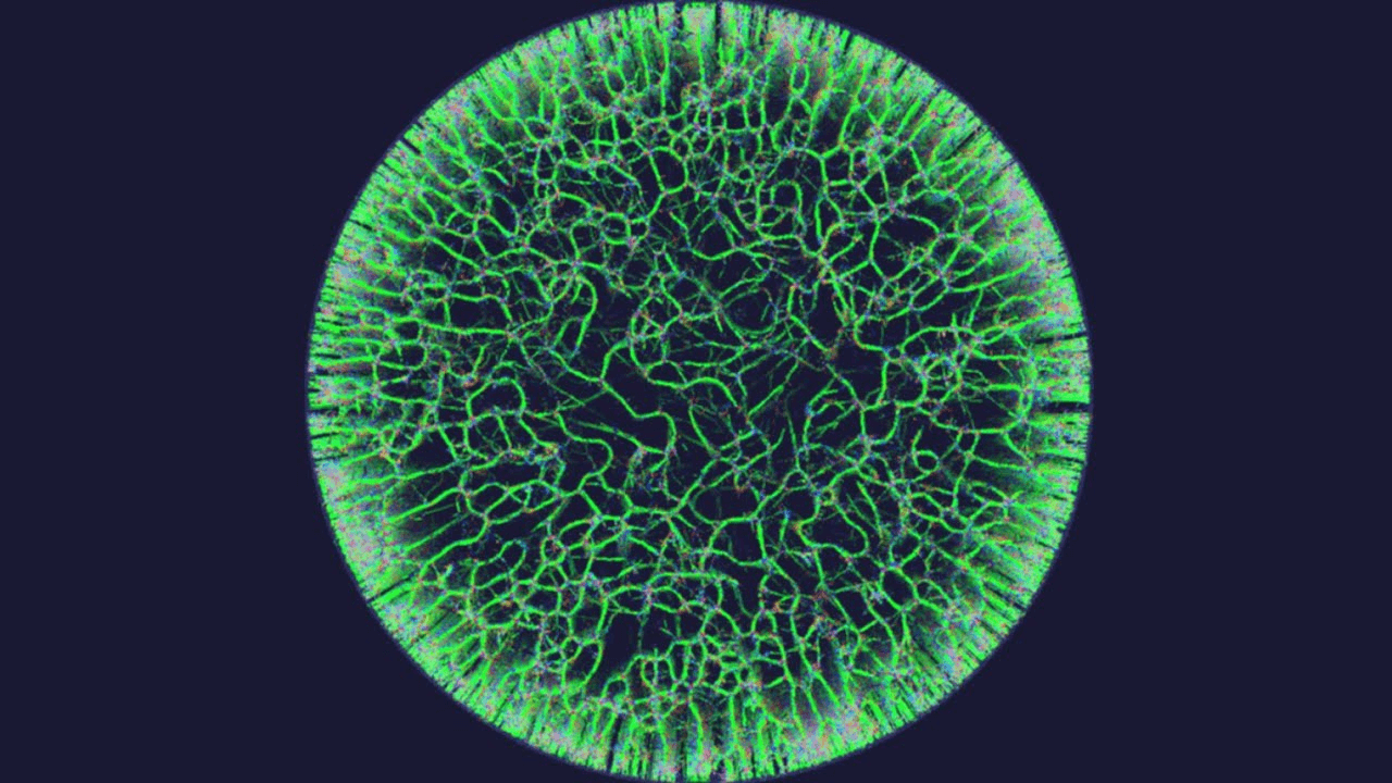 Slime Mold Simulation